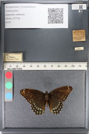 Media type: image;   Entomology 136666